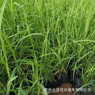Reed Aquatic Plants Water Body Greening Wetland Greening Nutrition Cup Planting Zhongze Base