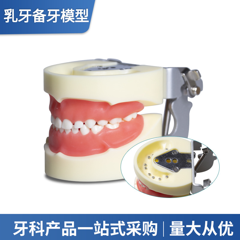 Equipo de material dental dental modelo dental modelo dental modelo dental infantil modelo de diente de leche infantil modelo de práctica de enseñanza oral