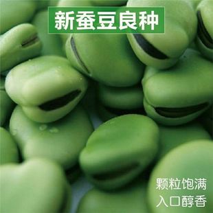 Broad Bean Seeds Are Old Varieties from Farmers. High-Quality Broad Bean Seeds Are Delicious and Nutritious. Vegetable Seeds Grown over the Winter