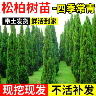 松柏树苗四季常青柏树塔柏侧柏大号树苗道路绿化易活好养圆柏松树-阿里巴巴