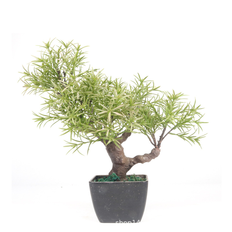 XRS-008 盆栽迷迭香叶0.45米5