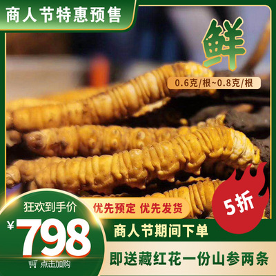 端午礼物新鲜冬虫夏草传统滋补品西藏那曲冬虫夏草新鲜顺丰冷运