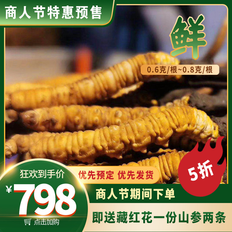 端午礼物新鲜冬虫夏草传统滋补品西藏那曲冬虫夏草新鲜顺丰冷运