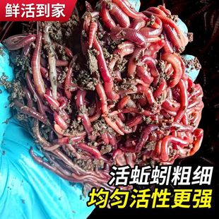 �t�����D�a�~Ұ��D��~��̖���t�xɢ�bţ�S���D���b�r���D��