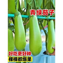 绿长茄茄子种籽本地园圆茄子种子秧苗树苗蔬菜种孑烧烤嫁接黑白茄