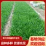 园林基地庭院直发麦冬