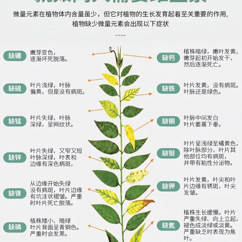 Junliqing 微生物剤 新型菌剤 根腐れ 灰黒粉葉斑炭疽葉斑病予防卸売|undefined
