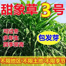 耐寒大叶无毛甜象草3号牧草种子多年生四季常青高产养猪牛羊鱼