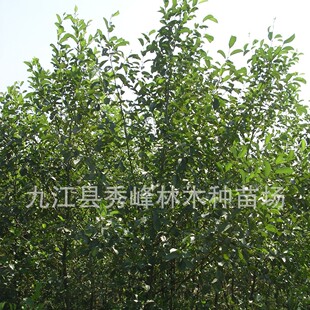 ���Ϙ�ľ������Ҏ���Rȫ���Ϙ�ľ��10���ֽ��Ϙ�ľ15���ֽ��Ϙ�ľ