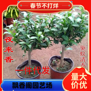һ�����lҹ���㻨������ò�ҹ�������Ի���ֲ���҃���û������
