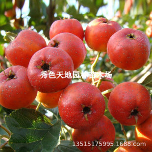 ��֬�tɽ高����Թ����̨�������ϱ����Nֲ�޽�ˮ����ľ��ͥԺ