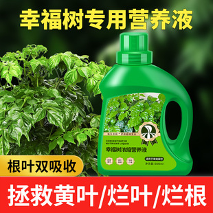 Special Fertilizer for Indoor Potted Green Plants to Treat Yellow Leaves and Falling Leaves, Universal Liquid Water-Soluble Fertilizer for Indoor Potted Green Plants