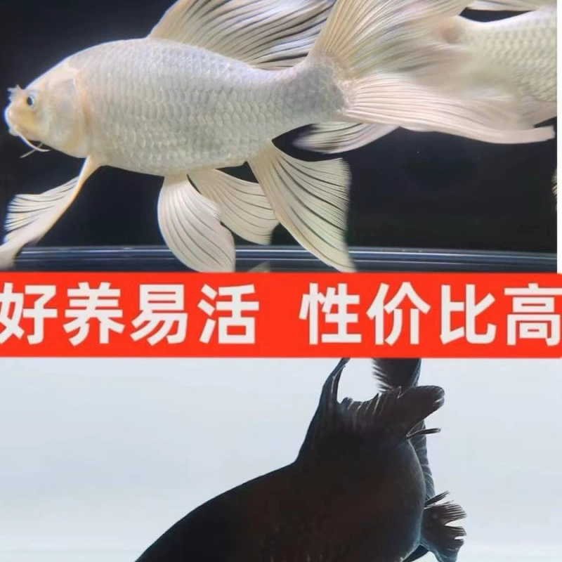 Koi fish live fish cold water fresh water fry ornamental fish goldfish small size easy to raise and live purebred red and white three-color free shipping