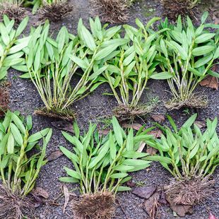 �F�ݳ�ˮ���Oʯ�����FƤʯ�������Թ��ʯ��������ʯ���Nֲ�m��