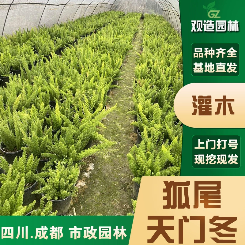 Саженцы фенхеля Сычуань ландшафтный дизайн двора цветок зеркало сад балкон девятихвостая лиса лиственные растения и цветы