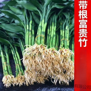 �������F��ˮ�B�͏dˮ�����B���F�����Gֲ������՚���B���l