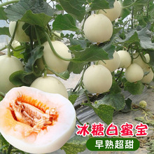 特大白沙蜜香瓜种子白玉甜瓜水果种籽农家菜园阳台春秋四季播高产