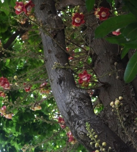 �ϲ���Ȼֲ����֬���˫����SHOREA ROBUSTA����֬