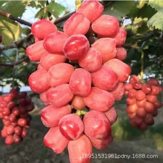 藤稔葡萄树苗新品种大乒乓球葡萄苗四季南北方种植当年结果果树苗