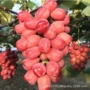 四季种植乒乓球葡萄果树苗