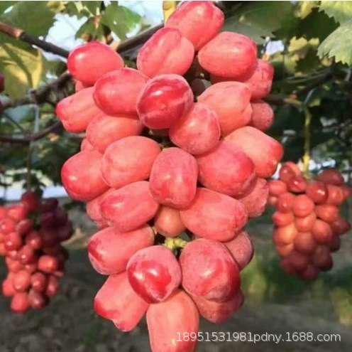 Нина Принцесса Королева Императрица Прививка Резка Север Юг Посадка Новой Виноградной Рассады Низкая Цена