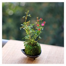 盆景植物带花苞迷你微型月季玫瑰四季月季苔藓球阳台窗台桌面花卉