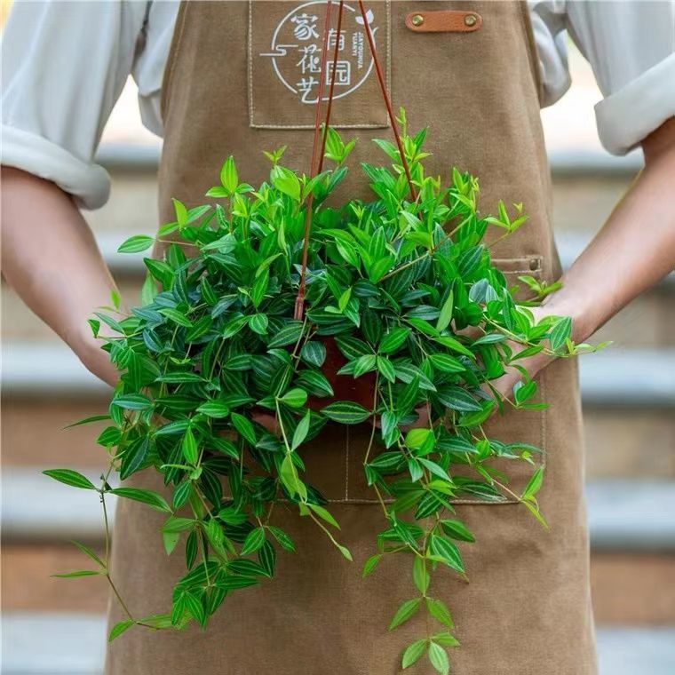 Diamond Jade Long Vine Hanging Orchid Potted Indoor Plant Hanging to Purify the Air, Evergreen and Easy to Grow Flowers and Green Plants in All Seasons