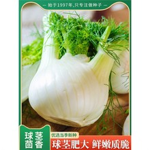 水果球茎茴香种子割茬小茴香籽结球阳台庭院四季播春秋冬季盆栽