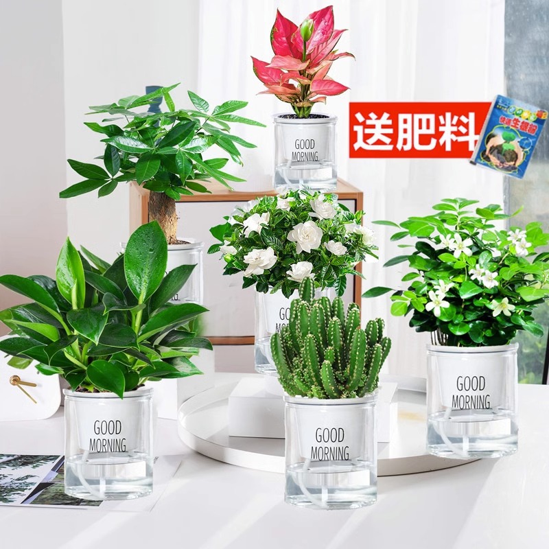 골든 다이아몬드 + 머니 트리 + 치자나무 + 구리향 + 완중산 + 길리 레드 + [굿모닝 6개] + 영양액