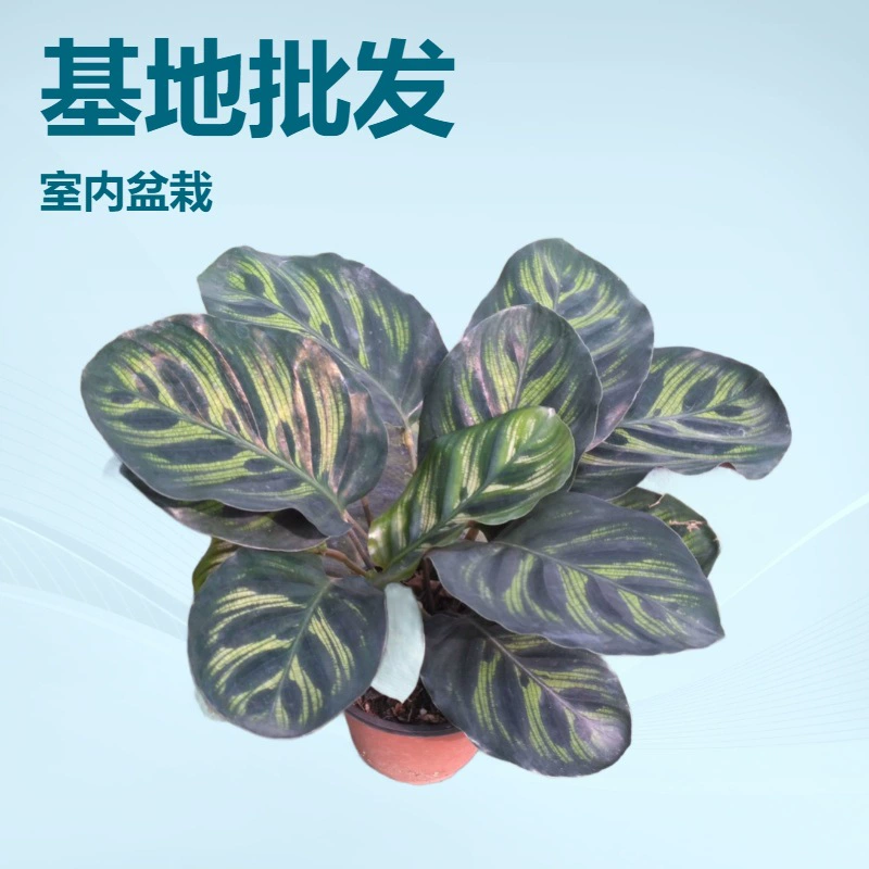 Базовые партии поставок офисные мини-зеленые растения комнатные декоративные цветы Павлинья Маранта A90 чашка маленькие горшечные растения