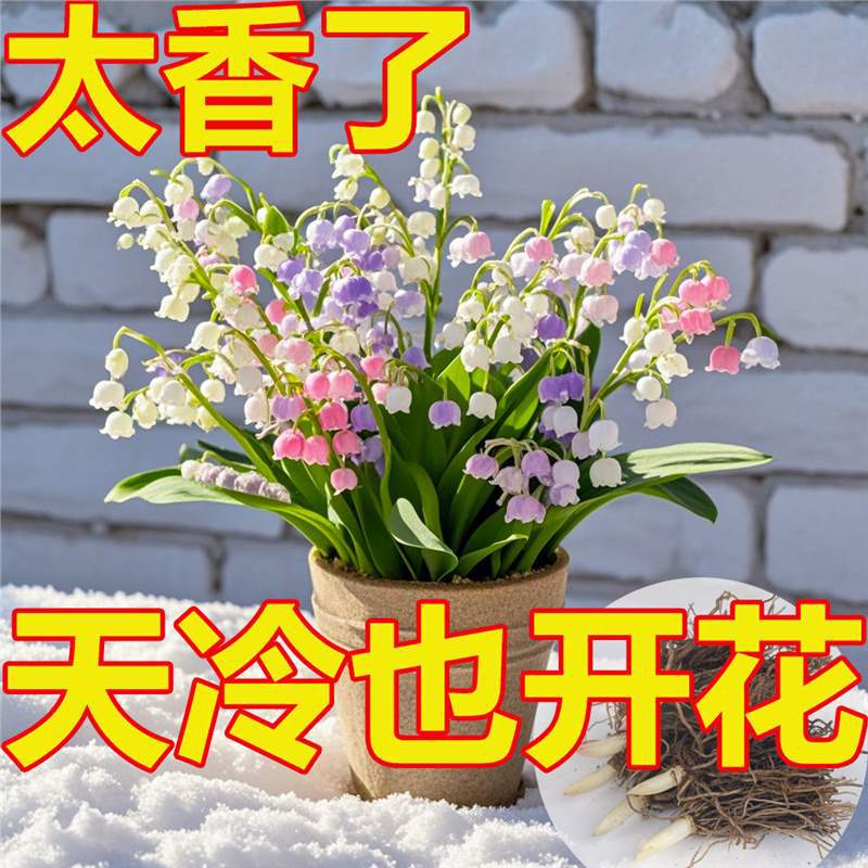 [Te doy una maceta de orquídeas con raíces y brotes, buena resistencia al frío, fragancia fuerte, plantas en floración hidroponía, flores de cultivo de tierra.