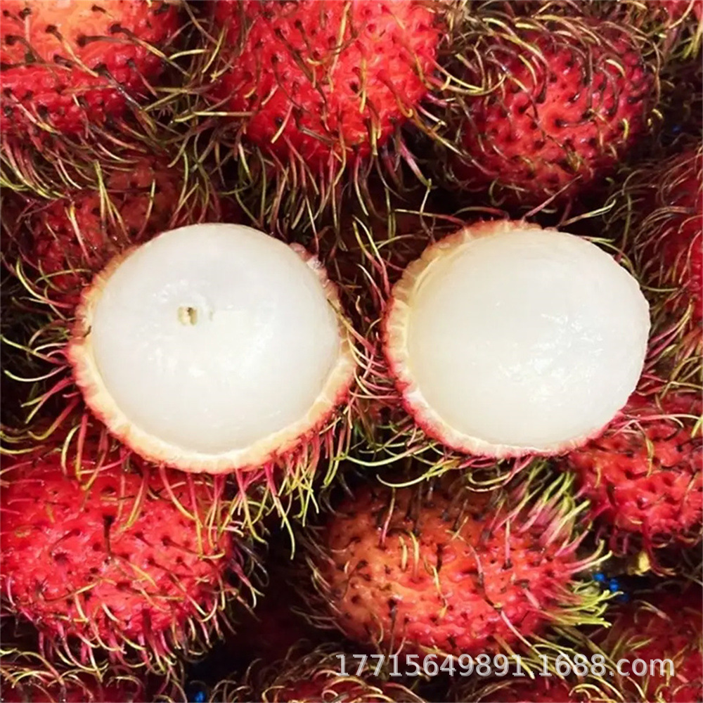 泰国红毛丹树苗黄毛丹树苗毛荔枝毛龙眼果树苗南北方种植当年结果