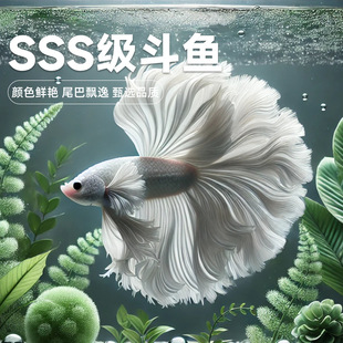 �W�t�鼆̩�����~���ª{�����w���B�^�p�~����Ꭷ��ˮ�~�͏d�[��