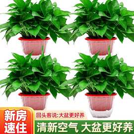 绿萝盆栽室内好养吸除甲醛净化空气水培植物绿植花卉盆栽绿箩批发