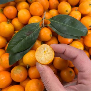 ���A�ό������V������й� 230g~270g/��*3��