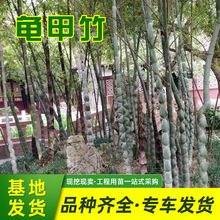龟甲竹苗木批发庭院观赏竹子苗工程绿化竹子植物长寿竹盆景龟甲竹