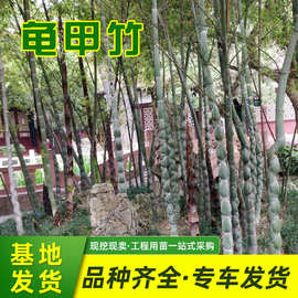 龟甲竹苗木批发庭院观赏竹子苗工程绿化竹子植物长寿竹盆景龟甲竹
