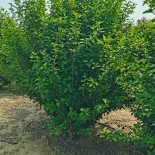 ����ľ�Ȼ���ֱ�N    Ҏ���Rȫ ľ��С�� ����ֱ���r�񃞻�