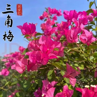 ͬ���t����÷��������÷���f�\ͬ���t����÷�����ֱ��