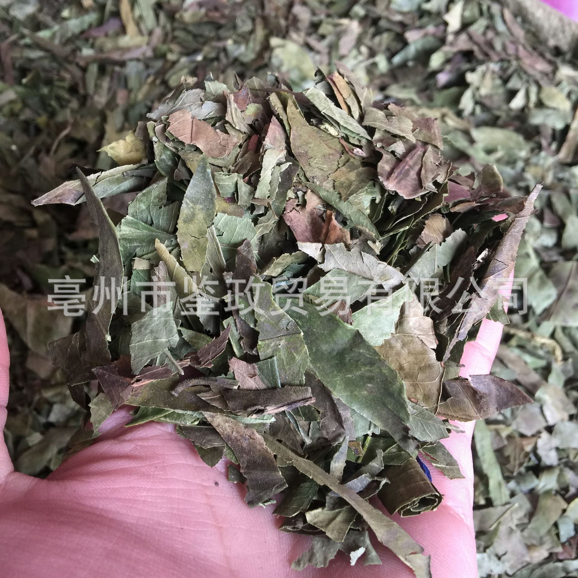 Dried Tangerine Leaf Ye Zi Loose Raw Herb 500g for Decoction and Tea key features