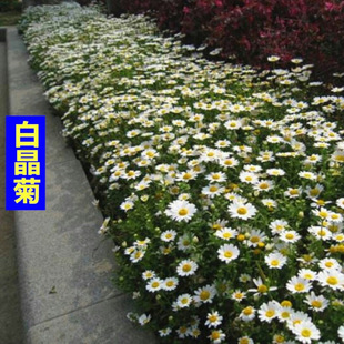 White Chrysanthemum Seeds Spring and Autumn Sowing Courtyard Outdoor Flower Seeds Perennial Cold-Resistant Flower Landscape Greening Flower Seeds