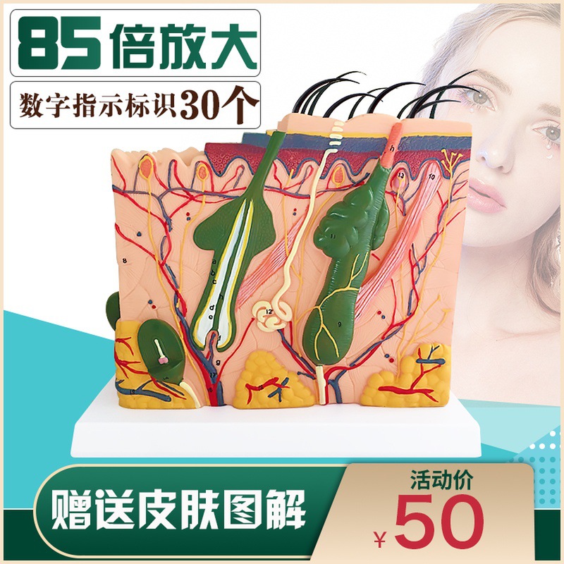 Human skin structure anatomical model: Tissue layers magnified to showcase skin anatomy, perfect for micro-dermal modeling demonstrations and beauty education.