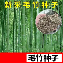 竹子种子苗户外绿植庭院紫竹黄金竹罗汉竹耐寒南北方大型毛竹种籽