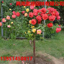 �ļ��޽Ӱ����ǘ���¼������δ󻨘䘶ֲ��ͥԺ��ֲ���㻨������