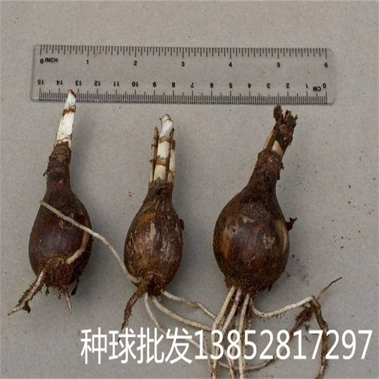 Семенной шарик оптом другие береговые цветы Маньчжушахуа семена мяч цвет смешанный цвет Горшечное растение для кормления