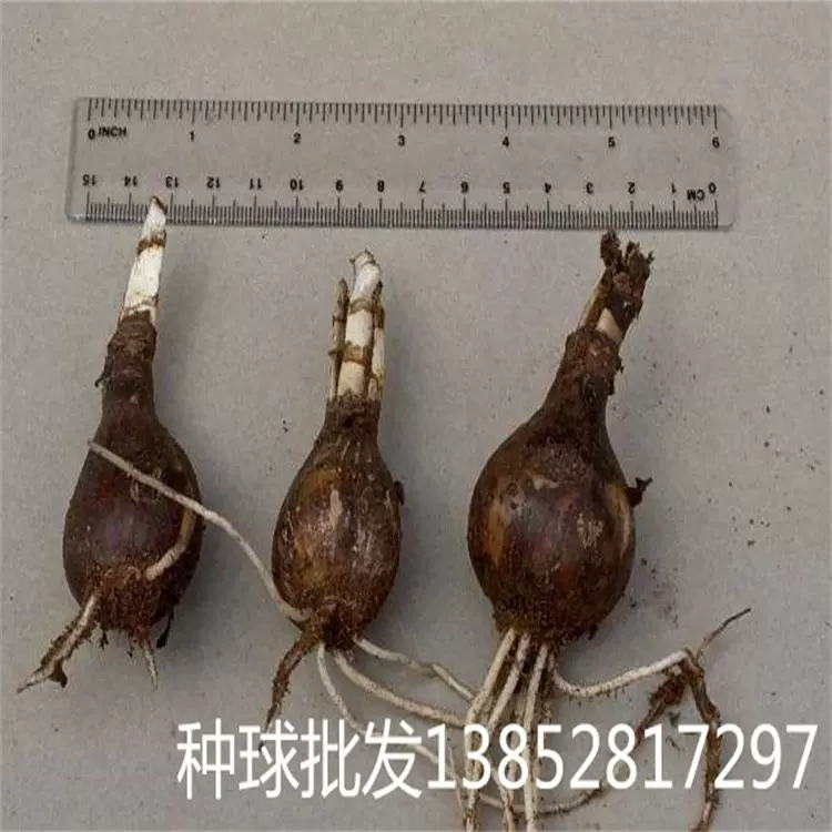 种球批发 彼岸花 曼珠沙华种球 颜色混色 盆栽地栽 好养活