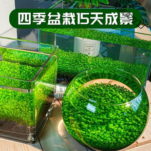 ˮ�ݷN��ˮ�������B���Ä����~�ײ���ƿˮ��ֲ���ļ��쾰�~��С��