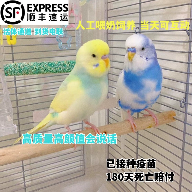 Вольерный попугай с большой головой, живая птица, выращенная вручную, попугай, говорящий попугай, неразлучник, корелла