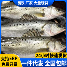 海鲈鱼新鲜冷冻大号深海鱼七星鲈鱼海鲜水产鱼类鲈鱼商用批发