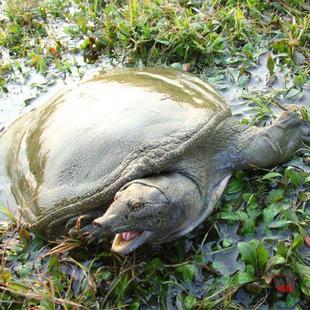 ����~���l�����r��F��ˮ�~�F�~�rʳ�ô�С��������u羳���l